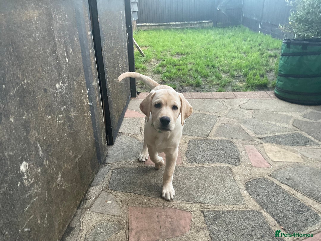 Labrador Retriever dogs for sale: Gorgeous, chunky pedigree Labrador puppy - Advert 2