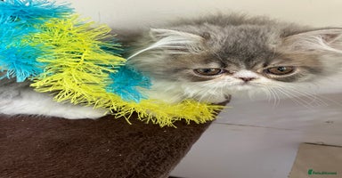 Persian cats - Advert 8