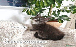 Maine Coon cats for sale: Stunning Black Smoke Registred Maine Coon Kittens - Image 25