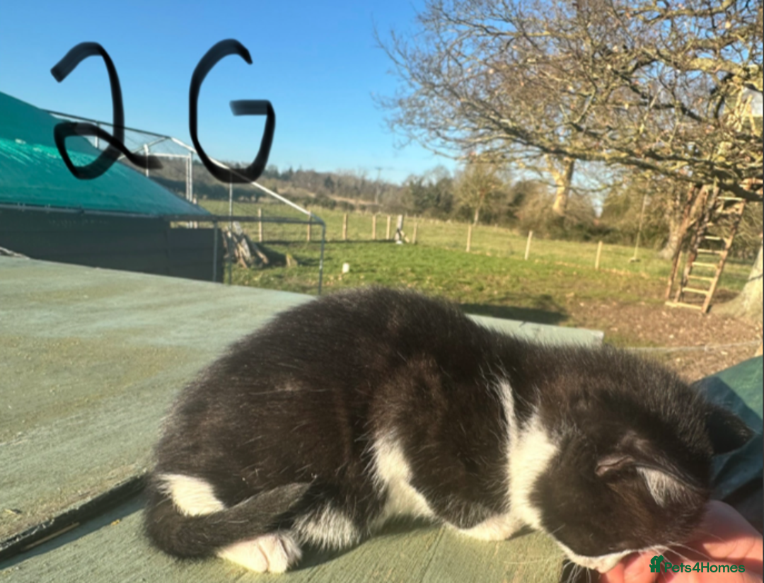 Mixed Breed cats for sale: Adorable Black and White Tuxedo Kittens - Advert 8