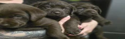 Labrador Retriever dogs for stud: For stud  - Advert 3