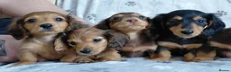 Miniature Dachshund dogs for sale: ✨️Available & Ready✨️3 Left✨️Longhaired Mini's✨️ - Advert 29