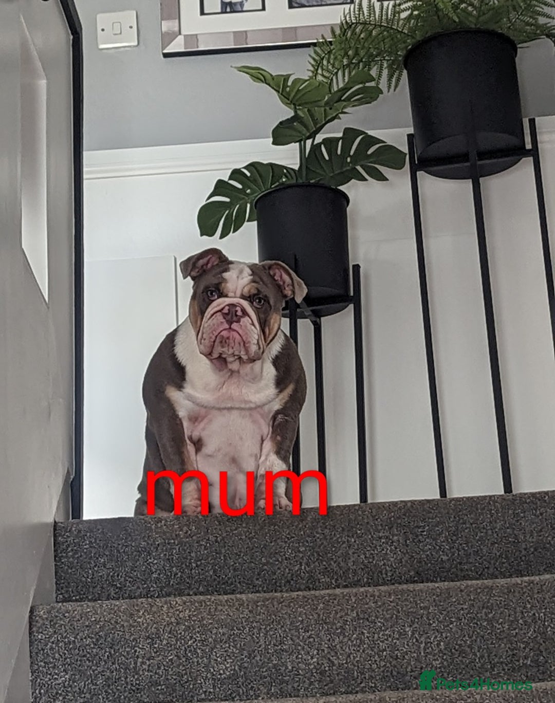 English Bulldog dogs for sale: Outstanding English bulldog puppies  - Advert 17