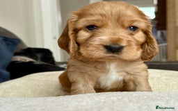 Cocker Spaniel dogs for sale: KC Reg Show cocker spaniel pups - Image 13