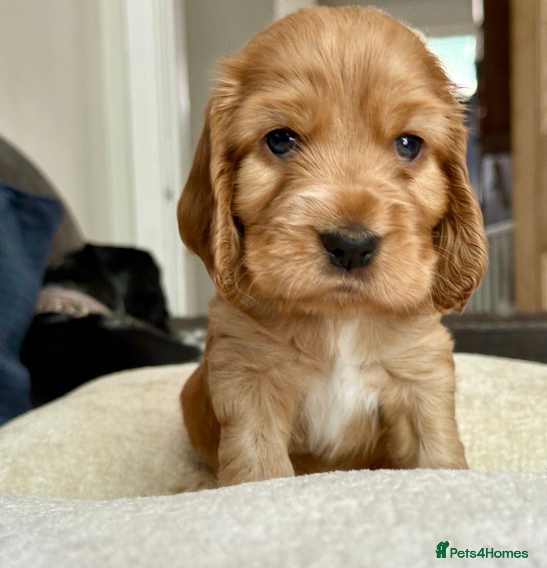 Cocker Spaniel dogs for sale: KC Reg Show cocker spaniel pups - Image 13