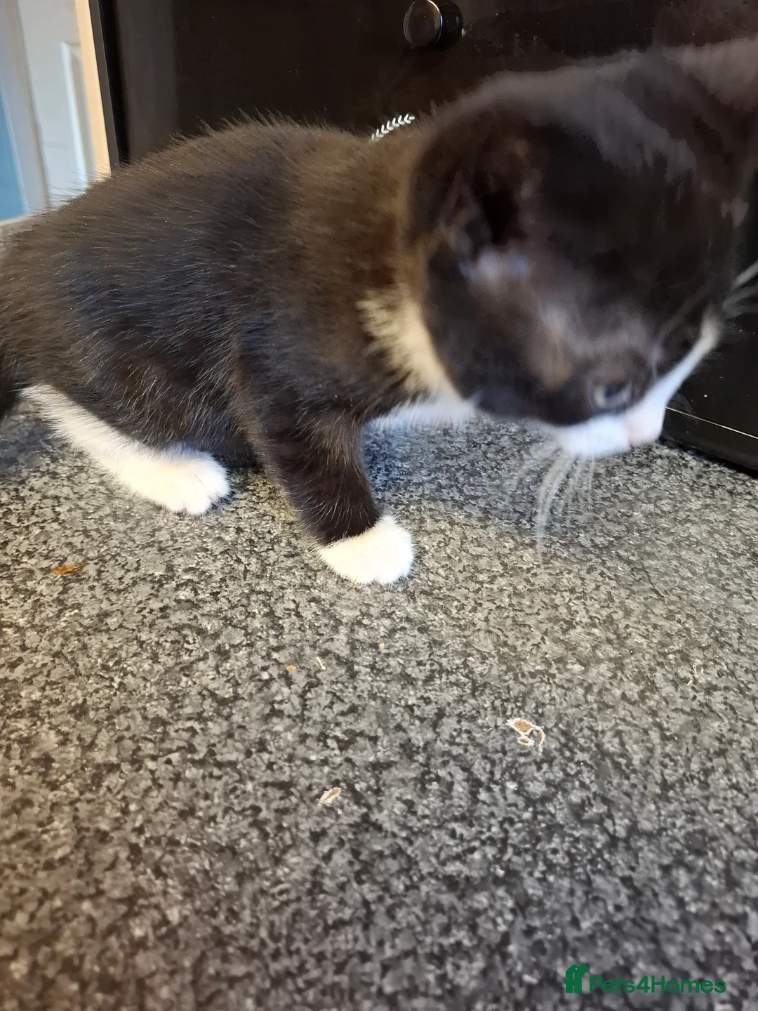Mixed Breed cats for sale: 4 kittens for sale  - Advert 2