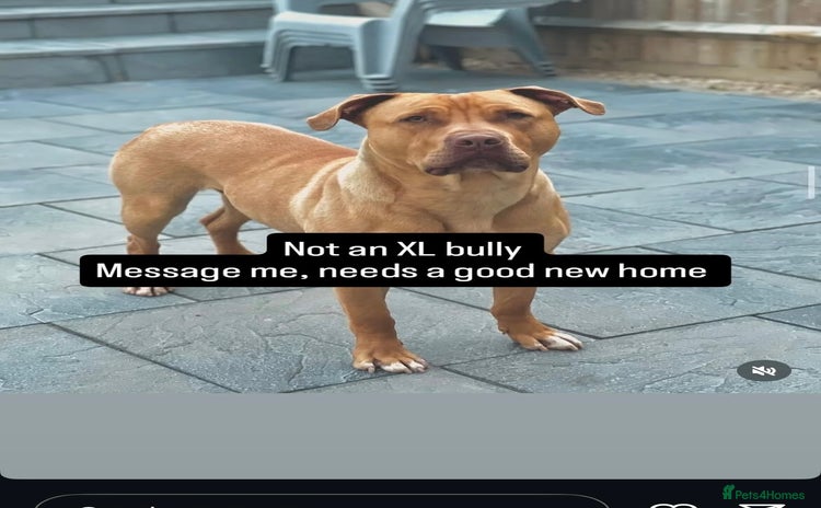 Mixed Breed dogs - Advert 6