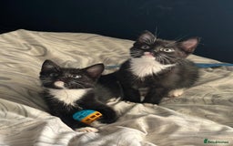 Mixed Breed cats for sale: Beautiful healthy little accidents  - Image 6