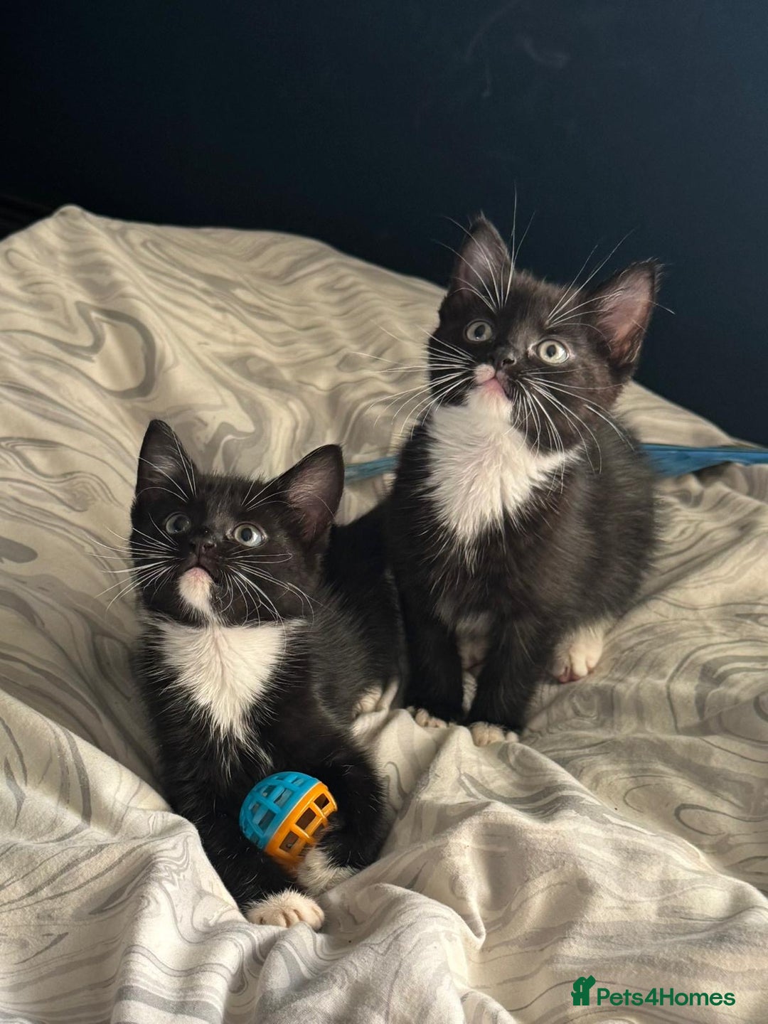 Mixed Breed cats for sale: Beautiful healthy little accidents  - Image 6