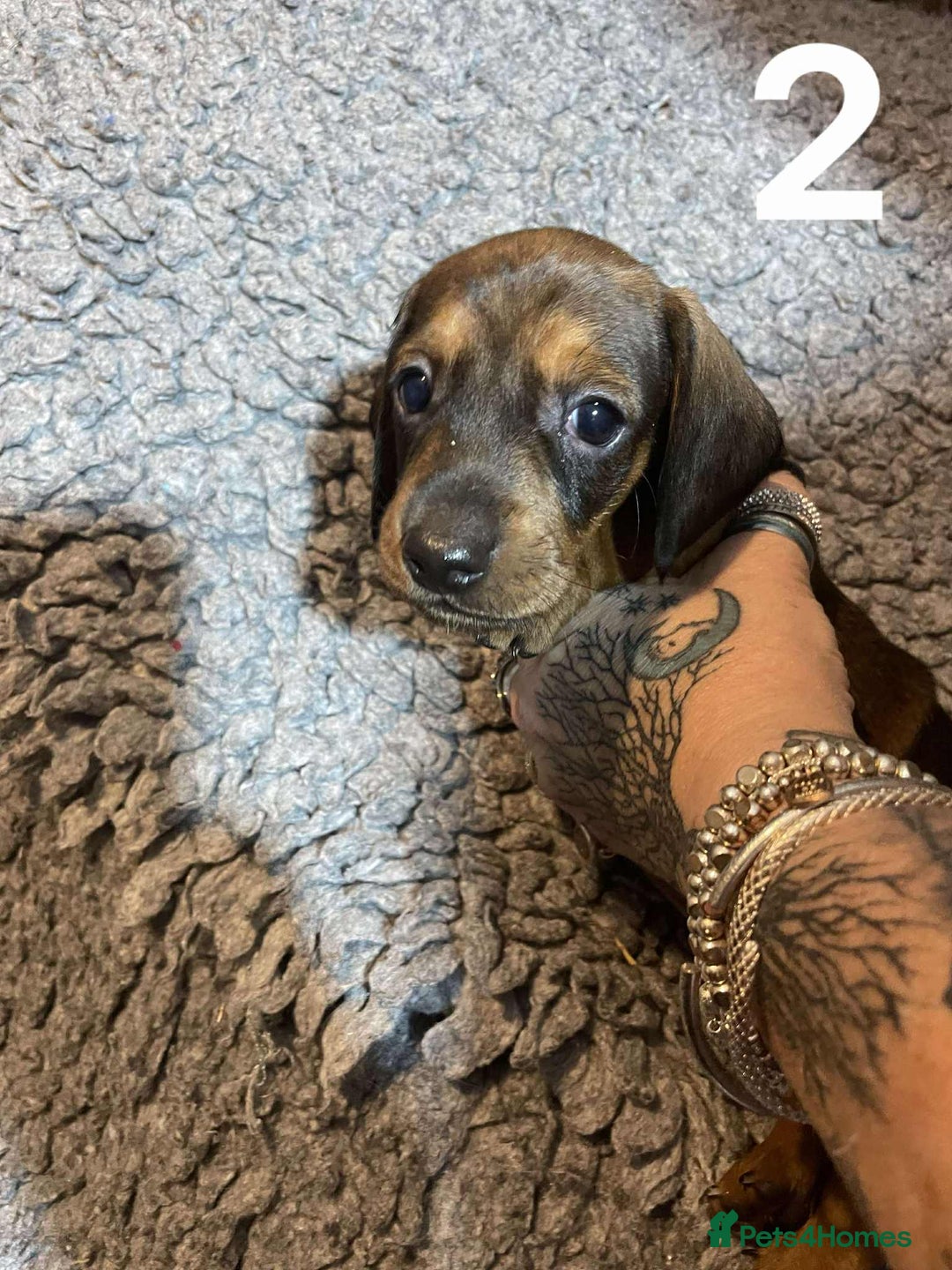 Dachshund dogs for sale: Stunning Litter of dachshund Puppies - Advert 7