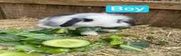Mini Lop rabbits for sale: Beautiful mini lop babies  - Advert 8