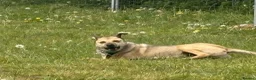 Mixed Breed dogs for adoption: Gabriel - Norwich Norfolk  - Advert 13