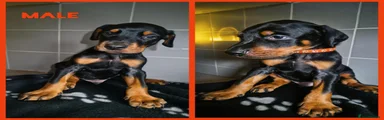 Dobermann 4