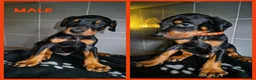 Dobermann dogs for sale: European Doberman Puppies  - Advert 4