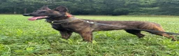 Belgian Shepherd Dog dogs for sale: Working dutch herder for sale - Advert 2