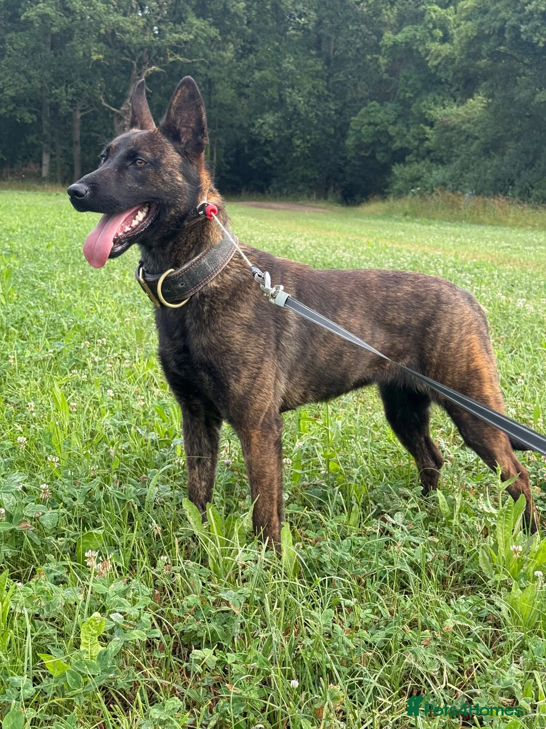Belgian Shepherd Dog dogs for sale: Working dutch herder for sale - Advert 2
