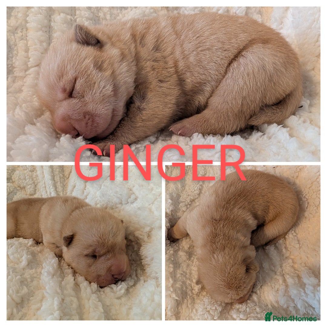 Shar Pei dogs for sale: ONLY 2 LEFT! Beautiful Champion Shar Pei Puppies!  - Image 16