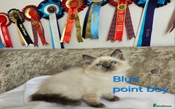 Ragdoll cats for sale: GCCF REGISTERED PEDIGREE RAGDOLL KITTENS - Image 16