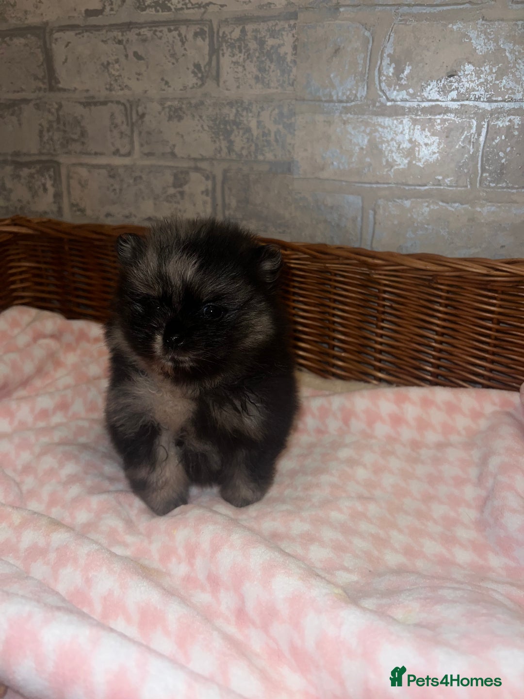 Pomeranian dogs for sale: ✨🖤Merle toy Russian Pomeranian 🖤✨ - Advert 3