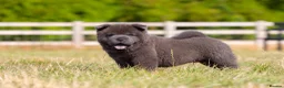 Chow Chow dogs for sale: Stunning smooth and fluffy ChowChow puppies  - Advert 7