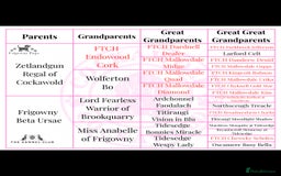 Cocker Spaniel dogs for sale: 🖤 Quality Cocker Spaniels 🖤 Ready Now 🖤 - Image 2