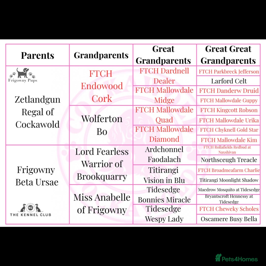 Cocker Spaniel dogs for sale: 🖤 Quality Cocker Spaniels 🖤 Ready Now 🖤 - Image 2