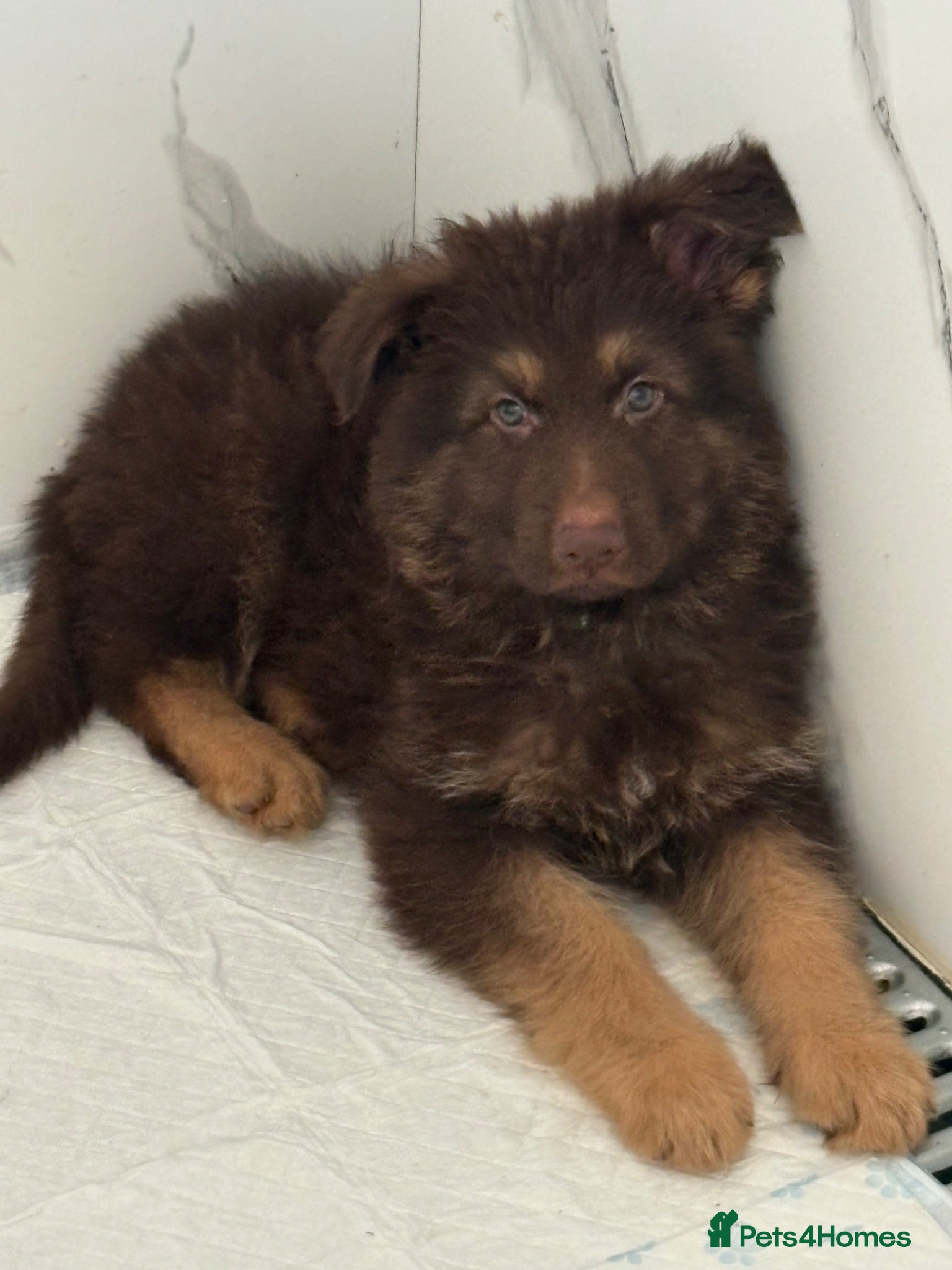 German Shepherd dogs Beautiful long haired German Shepherd puppies - Advert 6
