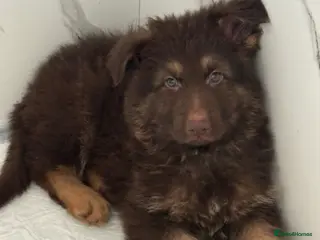 German Shepherd dogs Beautiful long haired German Shepherd puppies - Advert 3