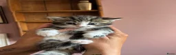 Mixed Breed cats for sale: Mixed breed kittens  - Advert 3