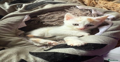 Mixed Breed cats - Advert 16