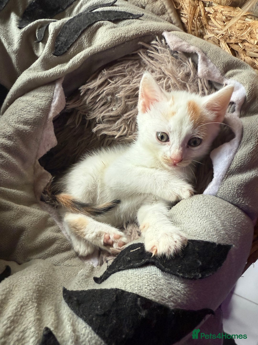 Mixed Breed cats for sale: Half Sphynx READY to Go 🩷 £200 - Image 9