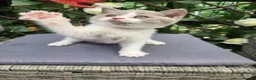 British Shorthair cats for sale: Olny  1 boy left Britishorthairs kitten ready  now - Advert 20