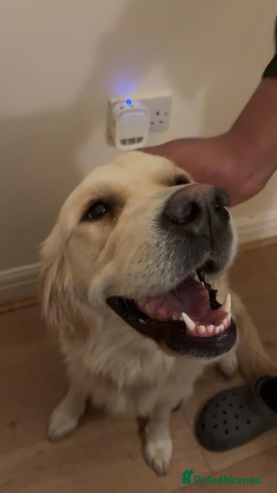 Golden Retriever dogs Female golden retriever 1 and a half year pup - Advert 1