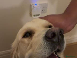 Golden Retriever dogs Female golden retriever 1 and a half year pup - Advert 1