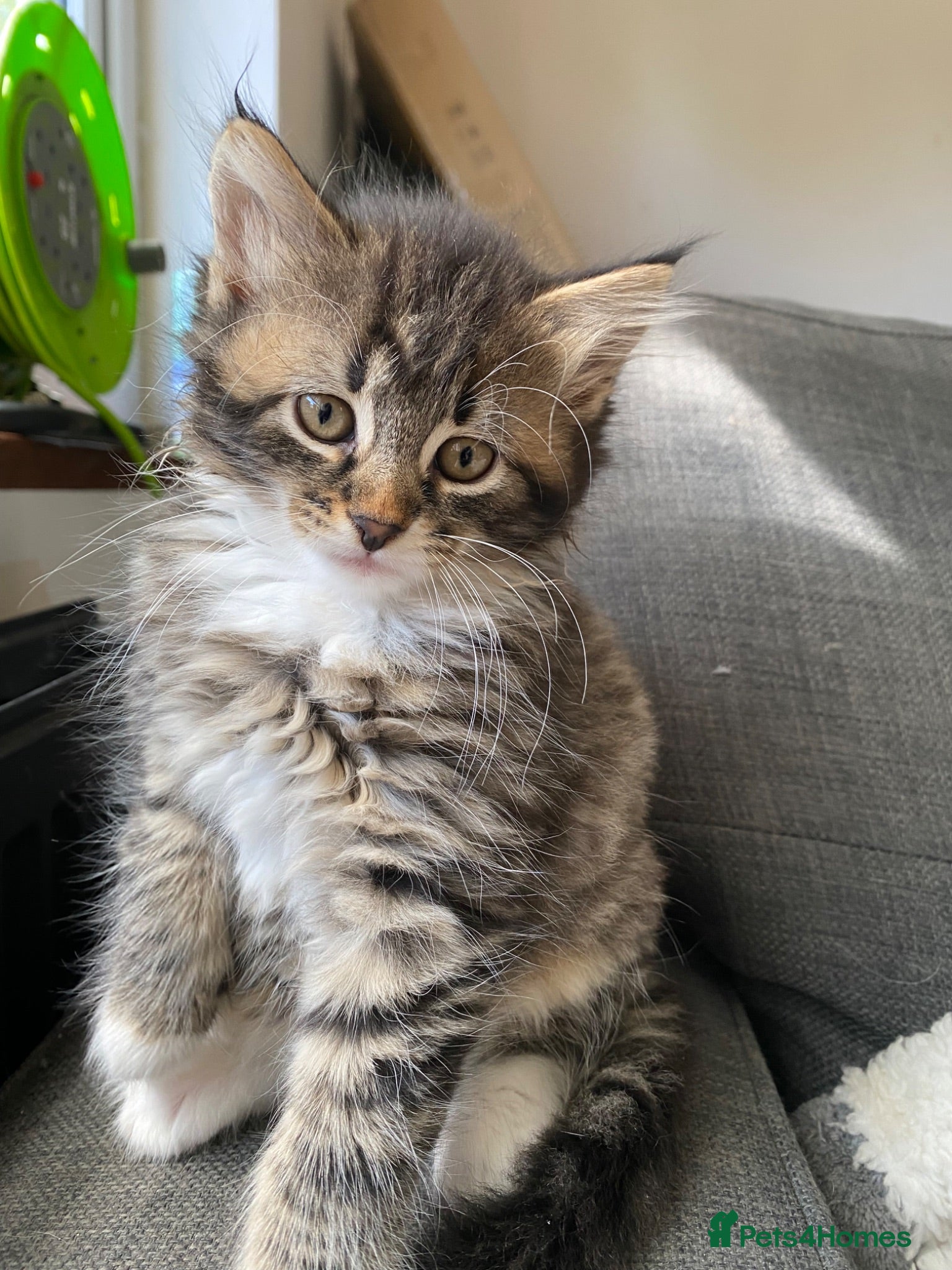 Bengal cats Baby Bengals READY NOW  - Advert 18