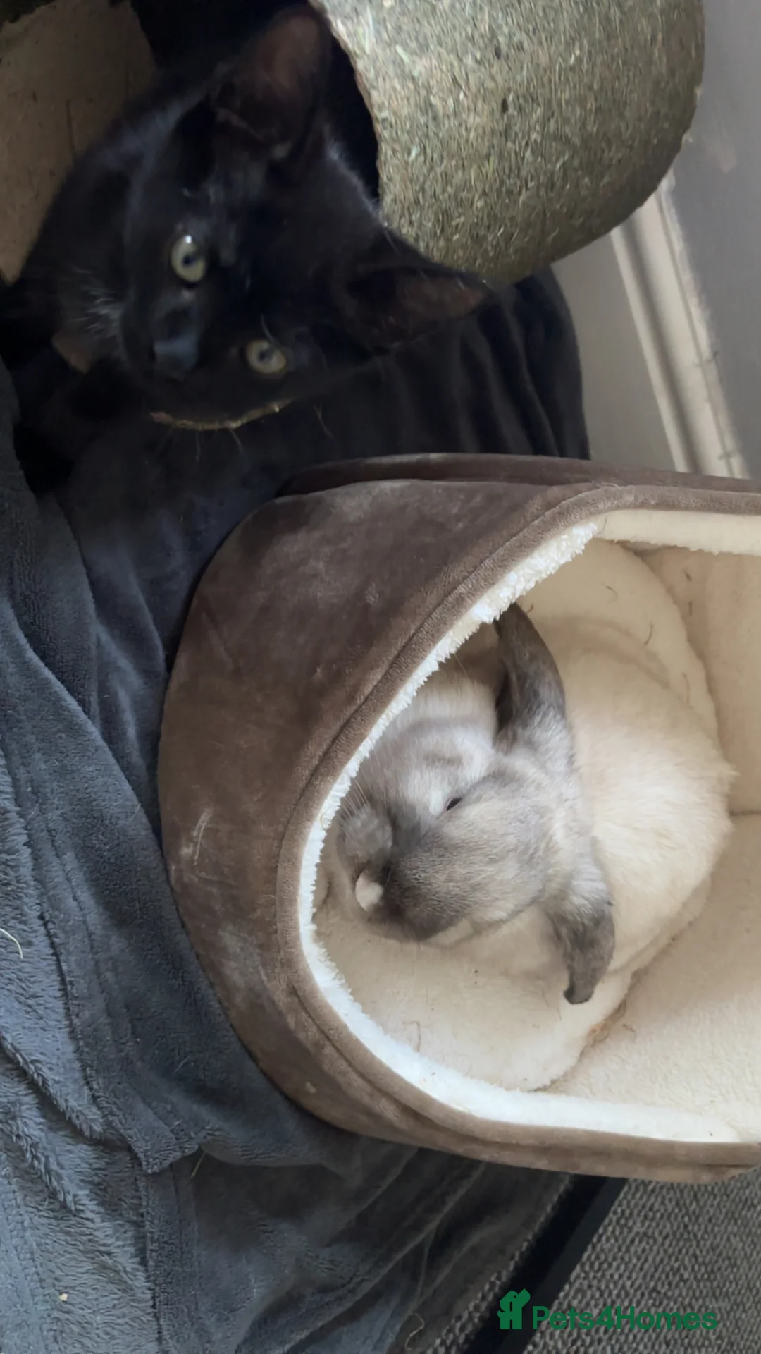 Mini Lop rabbits for sale: Cookie- Mini Lop - Advert 3