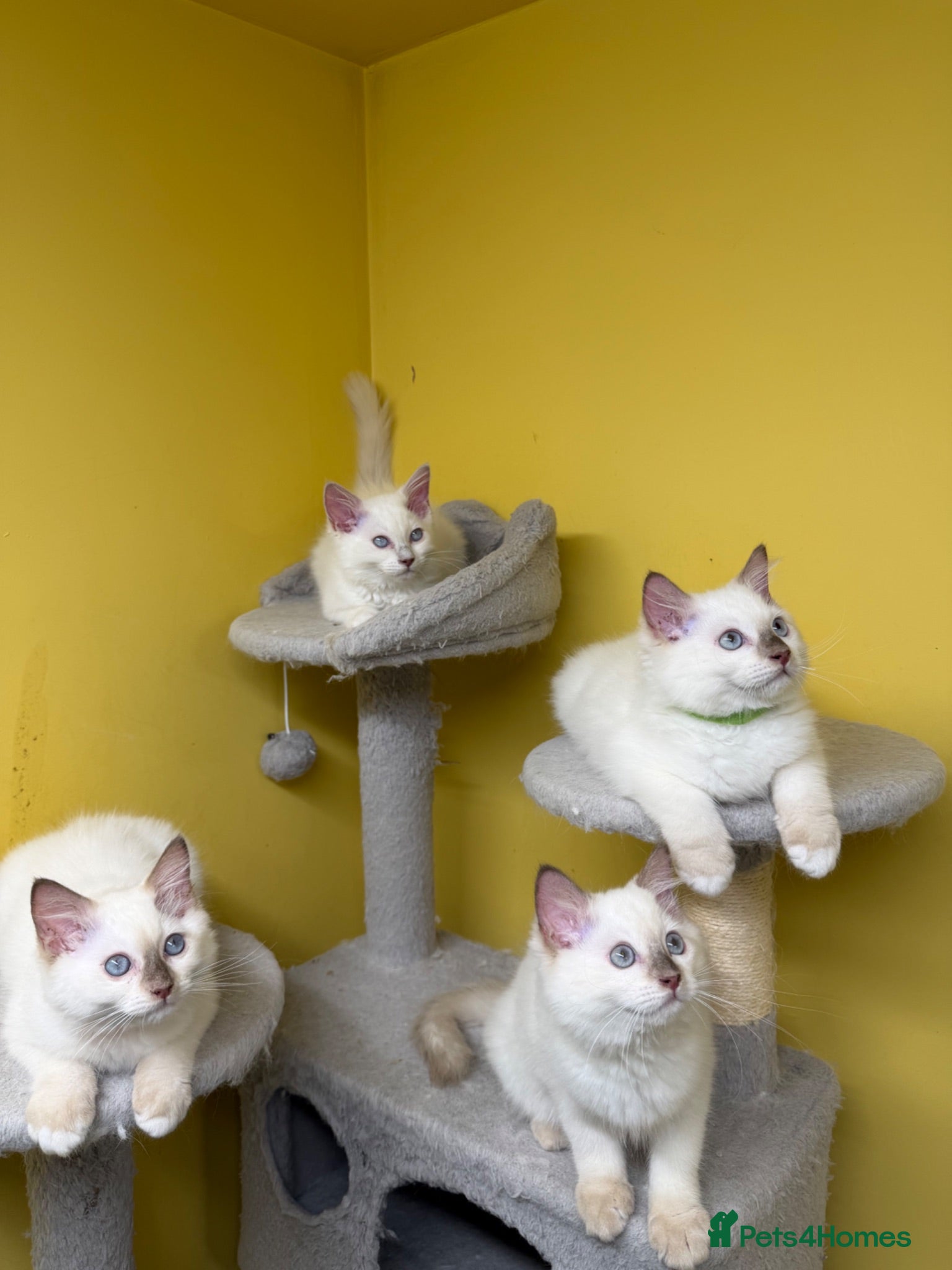 Ragdoll cats ⭐️TICA⭐️PEDIGREE⭐️Ragdoll Kittens✅HCM/PKD CLEAR✅ - Advert 2