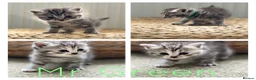 British Shorthair cats for sale: Stunning silver litter in Chatteris - Advert 4
