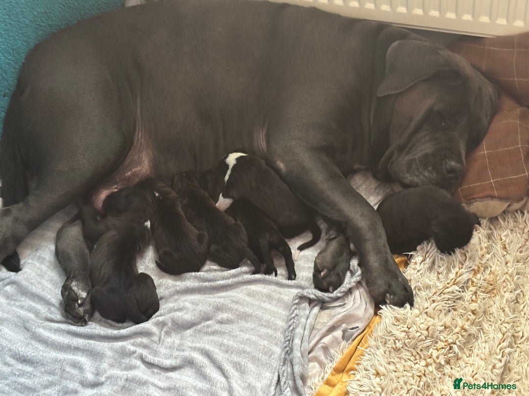 Mixed Breed dogs for sale: Cane corso puppys - Advert 21