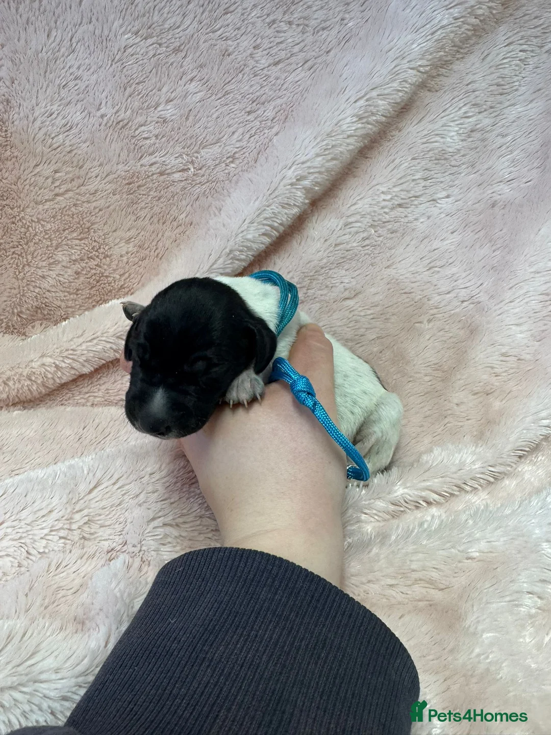 German Shorthaired Pointer dogs for sale: Gorgeous Green Short Haired Pups - Serbian Blood - Advert 1