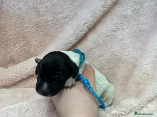 German Shorthaired Pointer dogs Gorgeous Green Short Haired Pups - Serbian Blood - Advert 4