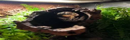 Gecko reptiles for sale: Bioactive setup with Dalmation crested geckos  - Advert 2