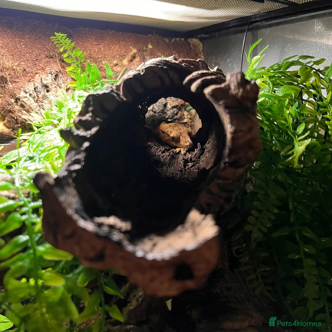 Gecko reptiles for sale: Bioactive setup with Dalmation crested geckos  - Advert 2