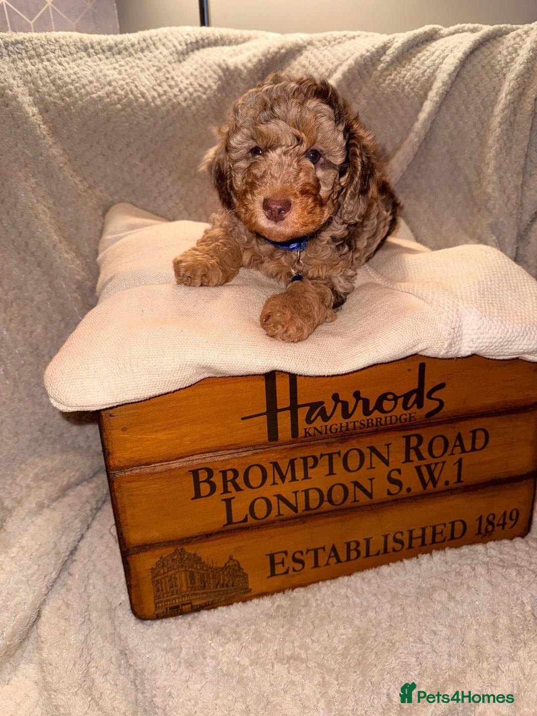 Cavapoo dogs for sale: 2 Male 2 Female unique colours Cavapoo’s - Advert 18