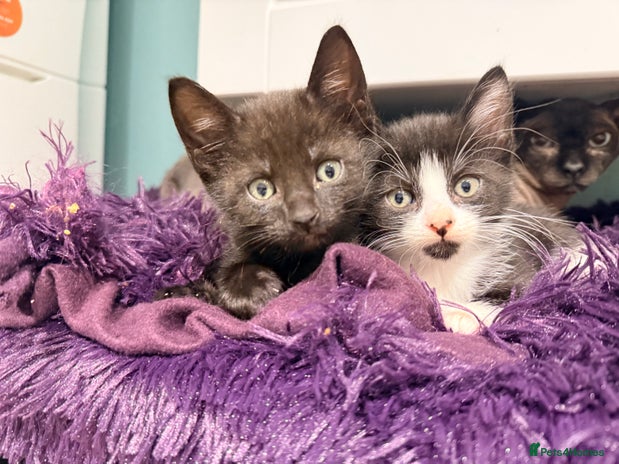 Mixed Breed cats - Advert 16