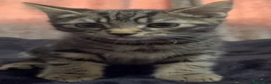 Maine Coon Kitten 2