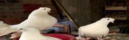 Doves birds for sale: Beautiful Flock 50–60 Fantails, Doves&Pigeons–Free - Advert 5