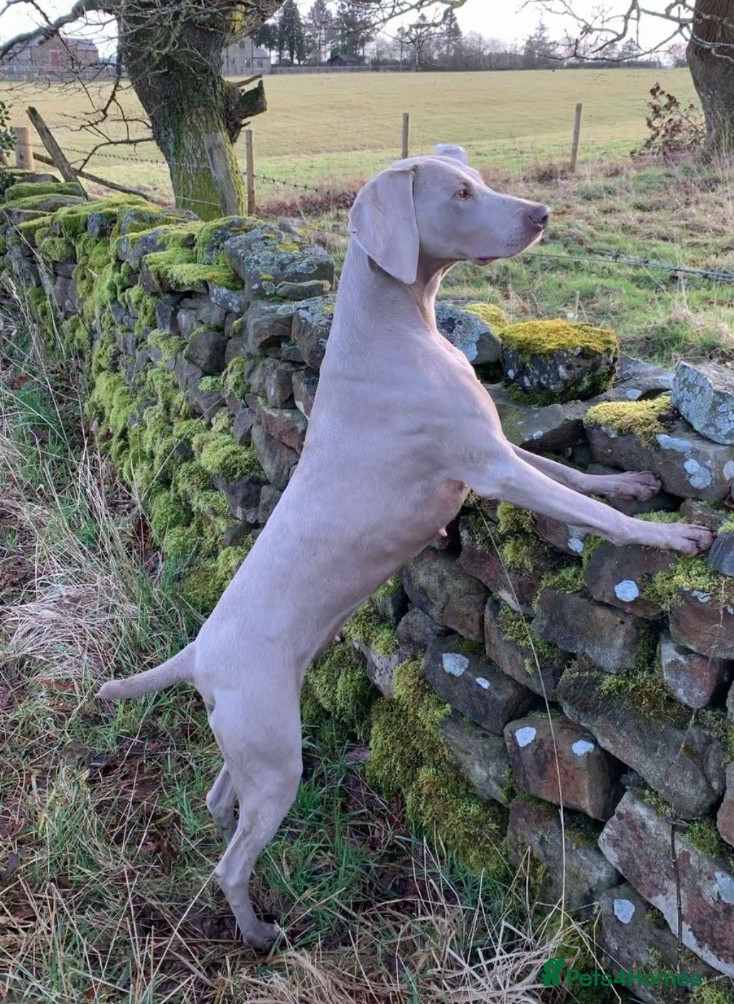 Weimaraner dogs Quality Dual purpose puppies for sale - Advert 5