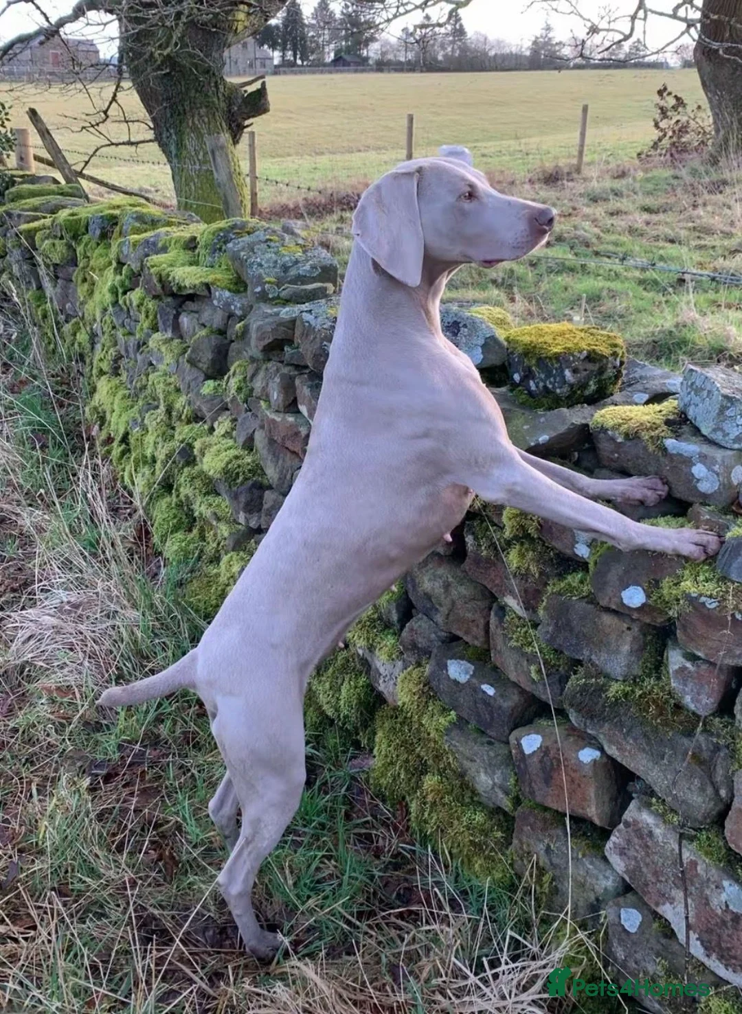 Weimaraner dogs for sale: Quality Dual purpose puppies for sale - Advert 1