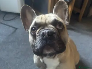French Bulldog dogs Bruno - Advert 10